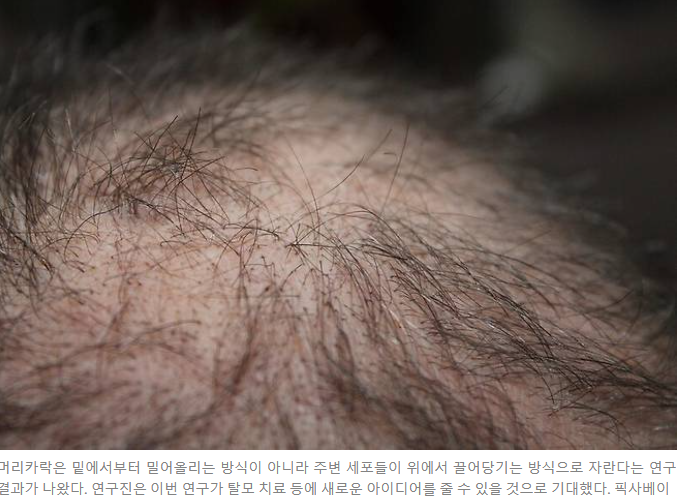 제목 : ‘탈모 정복’ 해답 찾았나…모낭 세포분열 막아도 머리카락은 자랐다