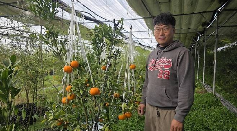 사과 키우던 영천서 “레드향 농사 지어요”… 제주 방어는 동해로